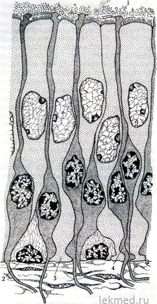 Орган нюху - ніс - системи організму (гістологія)