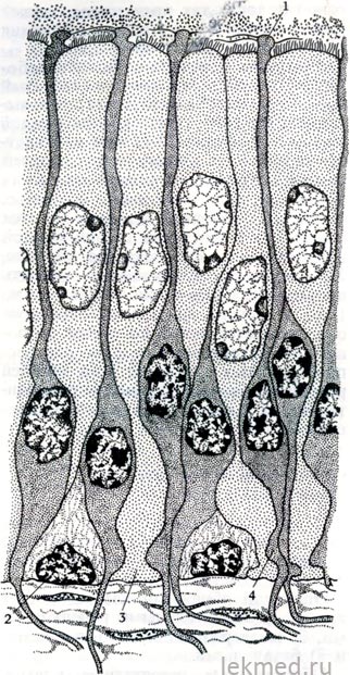 Organul mirosului - nasul - sistemele corpului (histologie)