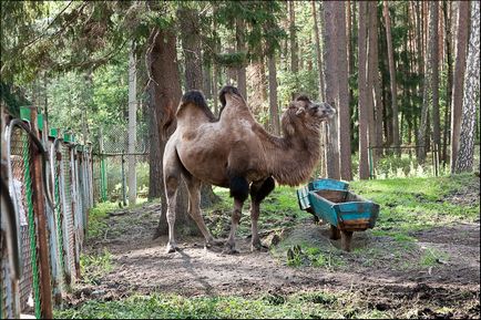 Oryol pădurile - partea oficială, off-road