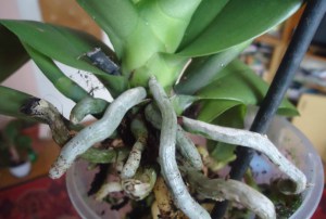 Орхідеї як визначити, мертві коріння у орхідей або живі