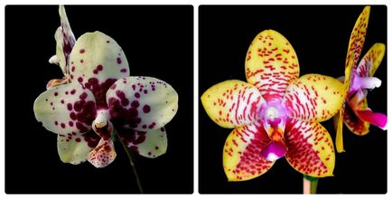 Orhideea - îngrijire pentru orhidee, tot ce trebuie să știți