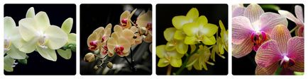 Orchid - ellátás orchideák, csak annyit kell tudni