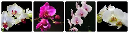 Orchid - ellátás orchideák, csak annyit kell tudni
