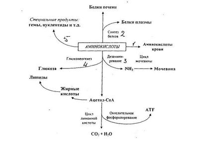 Principalele căi de metabolizare a aminoacizilor în ficat