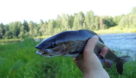 Caracteristici de grayling de pescuit