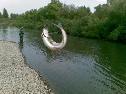 Caracteristici de grayling de pescuit