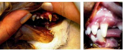Особливості росту зубів у собак