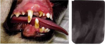 Caracteristici ale creșterii dinților la câini