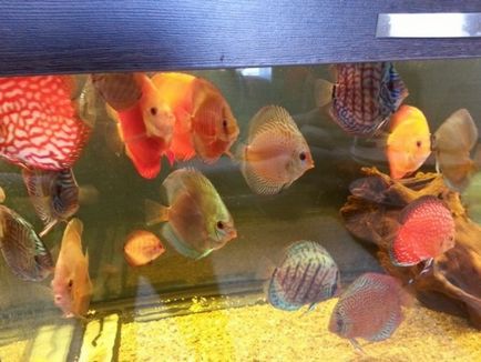 Особливості догляду за рибками півниками фото і зміст в акваріумі