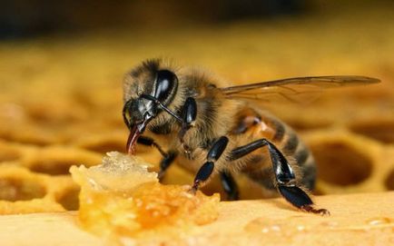 Húsleves Bee recept, és milyen hasznos főzet méh Podmore