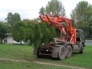 Озеленення деревами посадка, пересадка крупномірів і корчування пнів