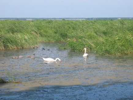 Lacul Tishki - regiunea Lacului Chelyabinsk