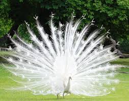 Peacock - pui regal, cronoton