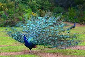 Peacock - pui regal, cronoton