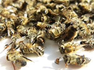 Бджолиний підмор ніж корисний і застосування, рецепти для лікування мором, як робити настоянку з горілки