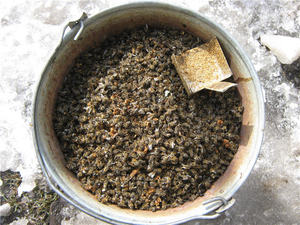 Dulciuri de albine decât utile și de utilizare, rețete pentru ciumă, cum să faci tinctură de vodcă