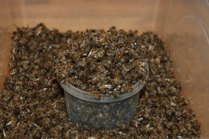 Bee Podmore mint hasznos és használata receptek kezelésére pestis, hogyan lehet egy tinktúra vodka