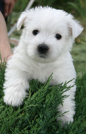 Az első kölyök vágás és lehetséges változatok gyapjú West Highland White Terrier