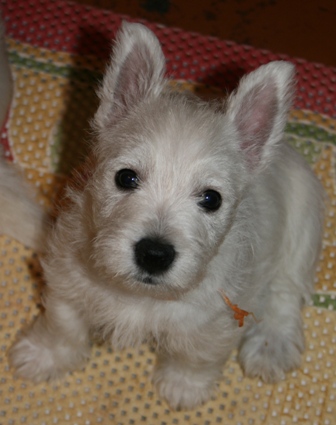 Az első kölyök vágás és lehetséges változatok gyapjú West Highland White Terrier