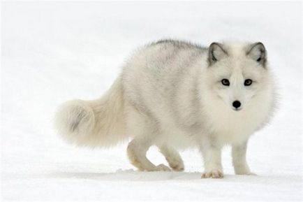 Arctic vulpe, fapte interesante, fotografie și scurtă descriere - anotimpuri