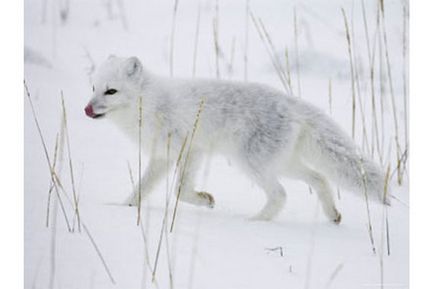 Arctic vulpe, vulpe polare, fotografie