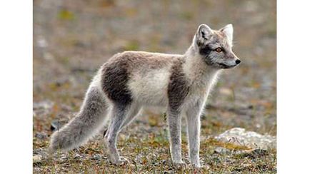 Arctic vulpe, vulpe polare, fotografie