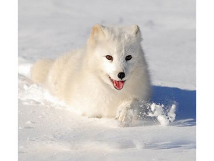 Arctic vulpe, vulpe polare, fotografie