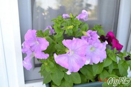 Petunias, cum ar fi plante de apartament!