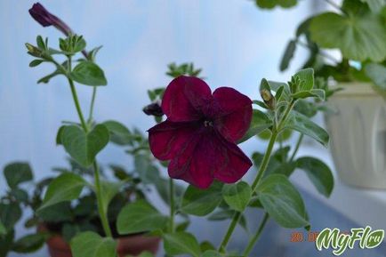 Petunias, cum ar fi plante de apartament!