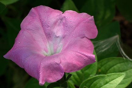 Petunia télen, mint egy királyi és virágzó houseplant