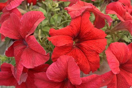 Petunia télen, mint egy királyi és virágzó houseplant