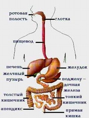 Digestia și tractul digestiv