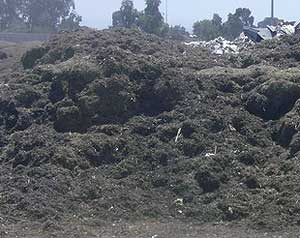 Pomi fructiferi, mulci, compost