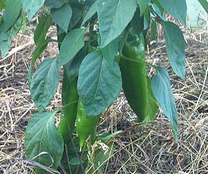 Pomi fructiferi, mulci, compost