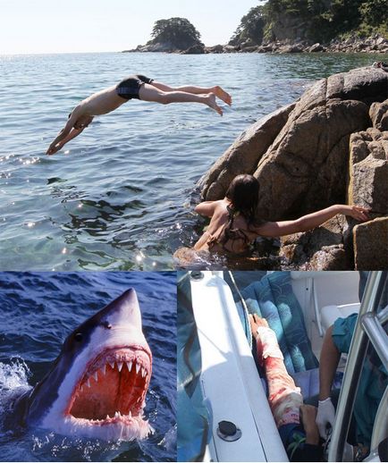 De ce rechinii au atacat oamenii din Primorye