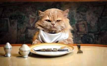 De ce pisicile sunt în mâncare