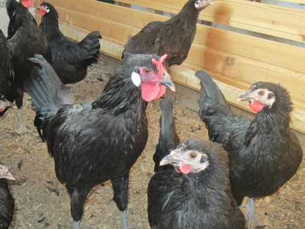 Breed csirkék la vaku leírása, jellemzése és fotó