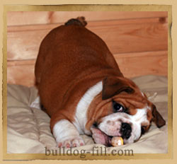 Breed Dog angol bulldog