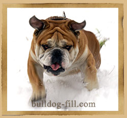 Breed Dog angol bulldog