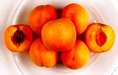 Посадка абрикоса - догляд за деревом, дача своїми руками