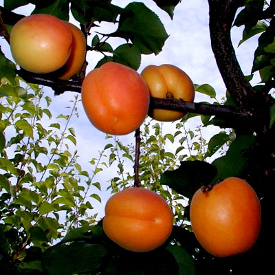 Посадка абрикоса - догляд за деревом, дача своїми руками