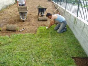 Plantarea iarba gazon în țară în toamna pregătirea site-ului, plantarea de semințe, de îngrijire