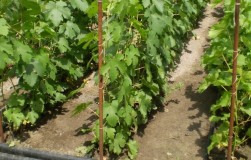 Plantarea căpșunilor pentru ruberoid