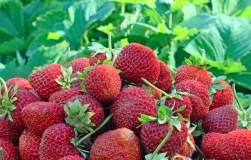 Plantarea căpșunilor pentru ruberoid