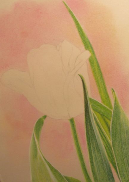Покроковий майстер-клас малювання тюльпана пастеллю - - арт-олівець - магазин для творчих людей