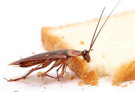 Bug-uri, gandaci, purici, furnici, molii si cum sa scapi de ele despre locul distrugerii