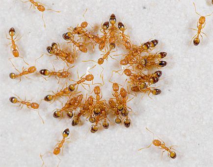 Bug-uri, gandaci, purici, furnici, molii si cum sa scapi de ele despre locul distrugerii