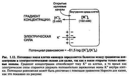 потенціал спокою