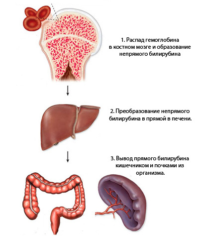 Bilirubina crescuta in sange ceea ce inseamna, cauze, simptome, tratament