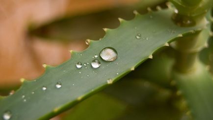 Fogyás segítségével aloe minden - - és - szemben